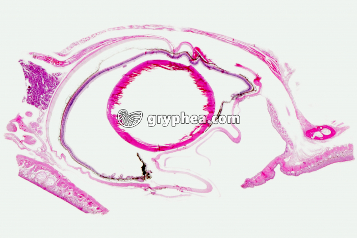 Oeil de Cobaye coupe totale x3 - gryphea.org